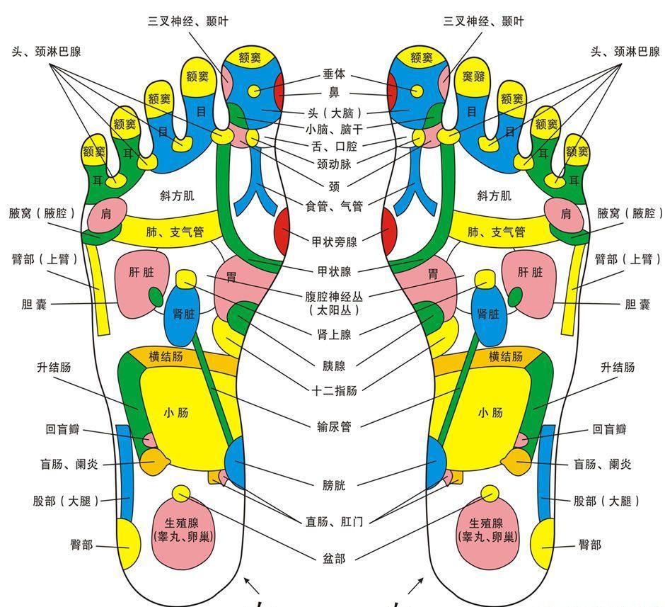 脚底反射区示意图